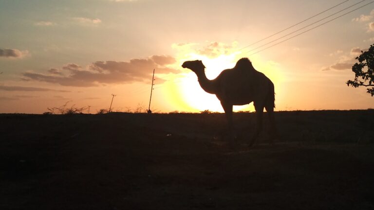 Camel in the sunset - picture shot in the outskirts of Garissa