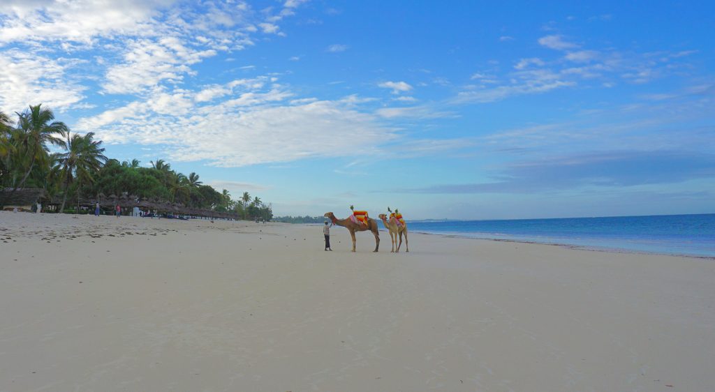 Camels on the beach in Diani, Kenya