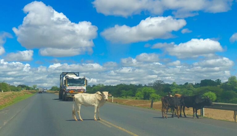 Makueni A109 - Cows on the highway