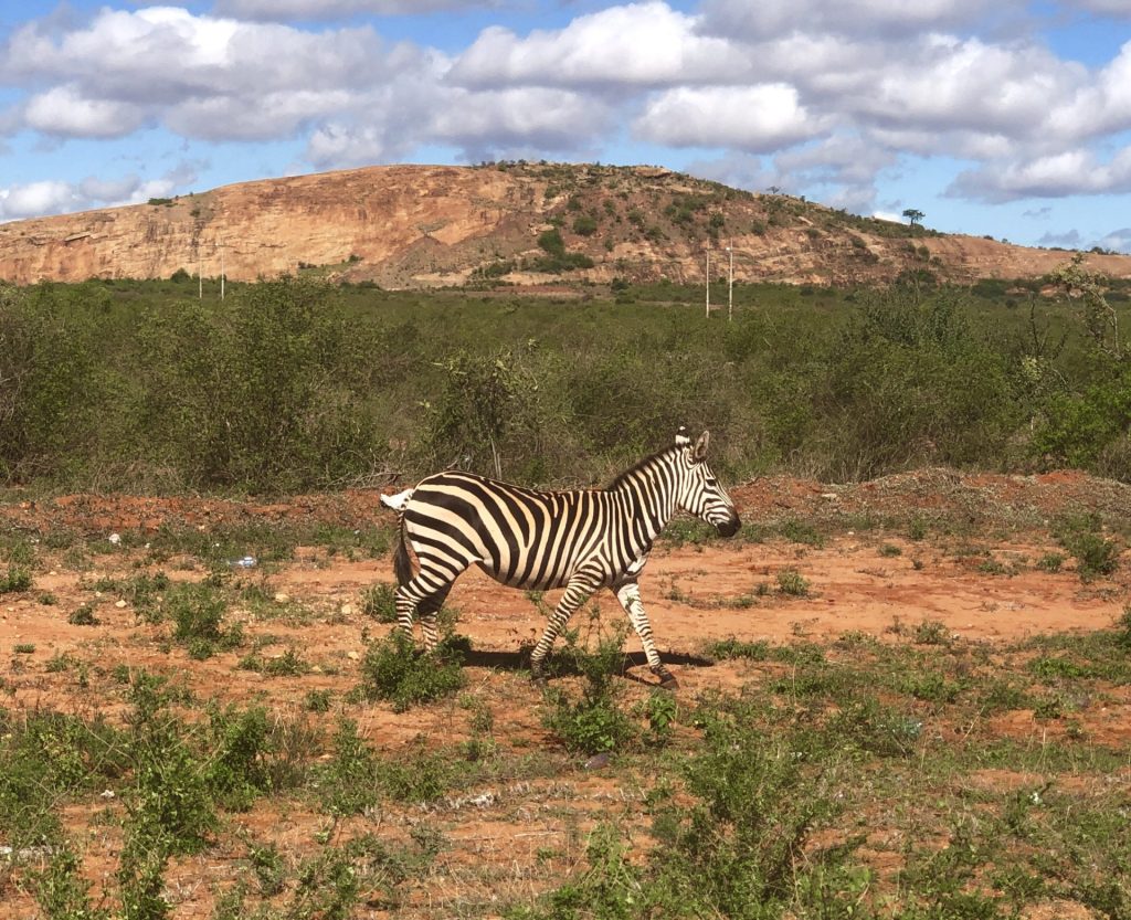 Tsavo - Zebra along the road