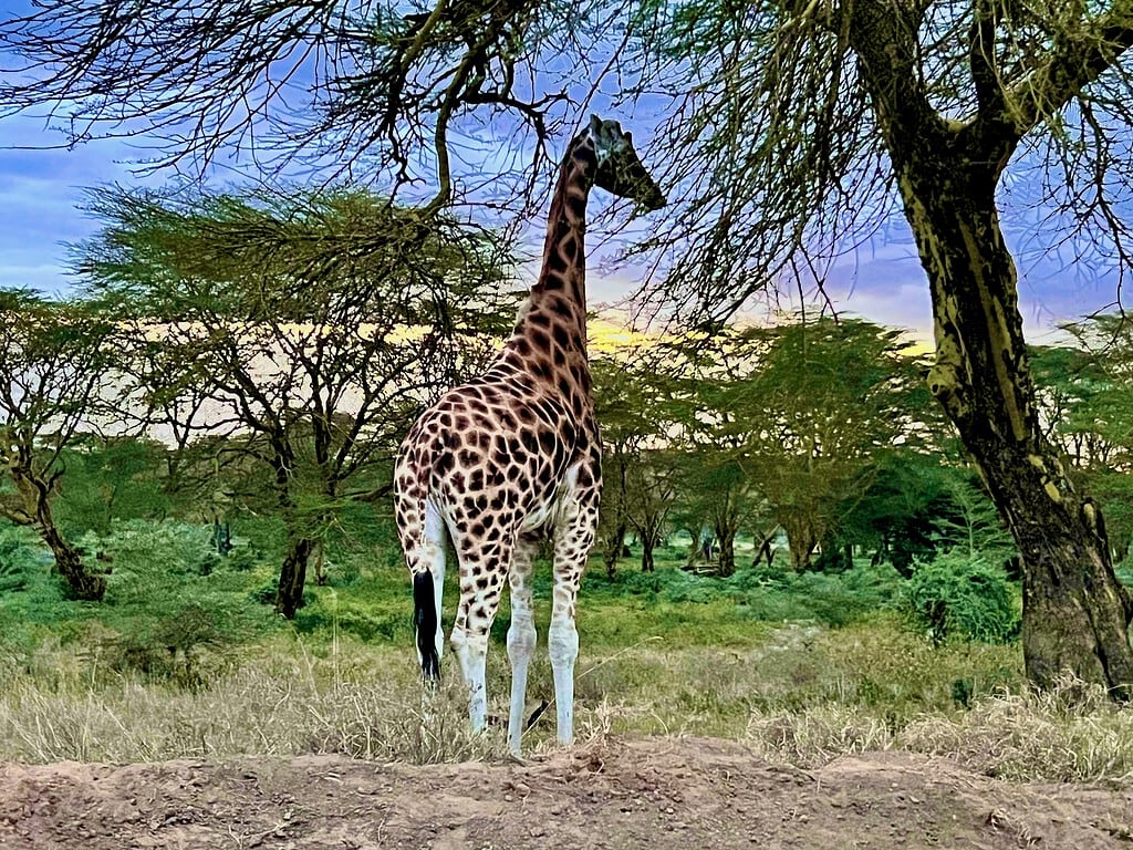Lake Nakuru Rotschild Giraffe