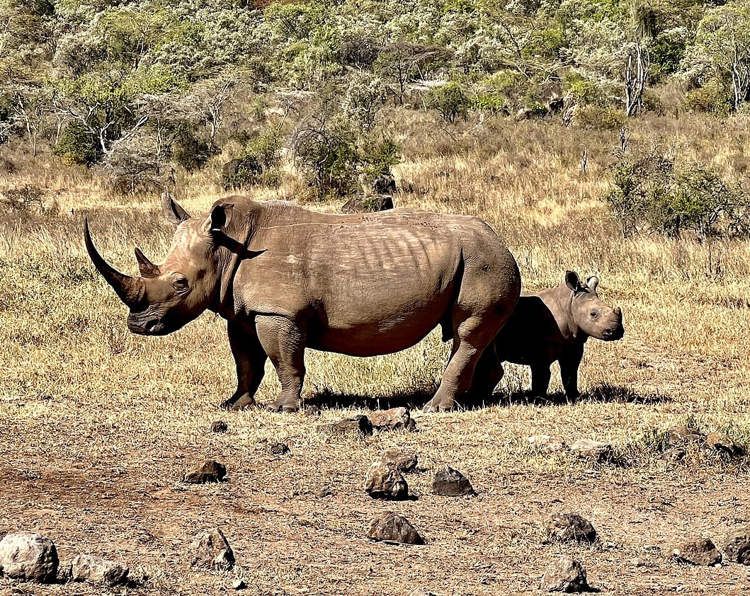 Lake Nakuru - White Rhino
